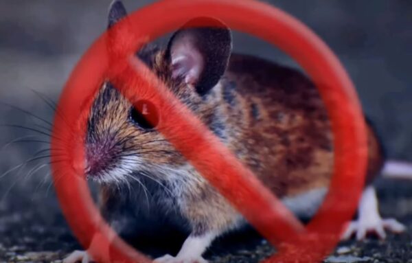 Repulse power : complètement inefficace contre les rats et les souris ?