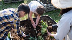 Potager surélevé