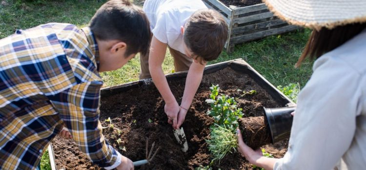 Potager surélevé : quels modèles de bacs pour cultiver des légumes ? Potager surélevé