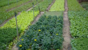 Quoi planter en octobre au potager