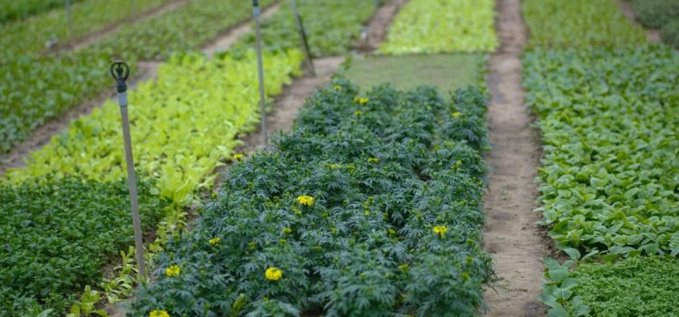 Quoi planter en octobre au potager pour préparer les récoltes des prochains mois ? Quoi planter en octobre au potager